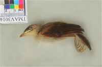 藏品(白頭翁)的圖片